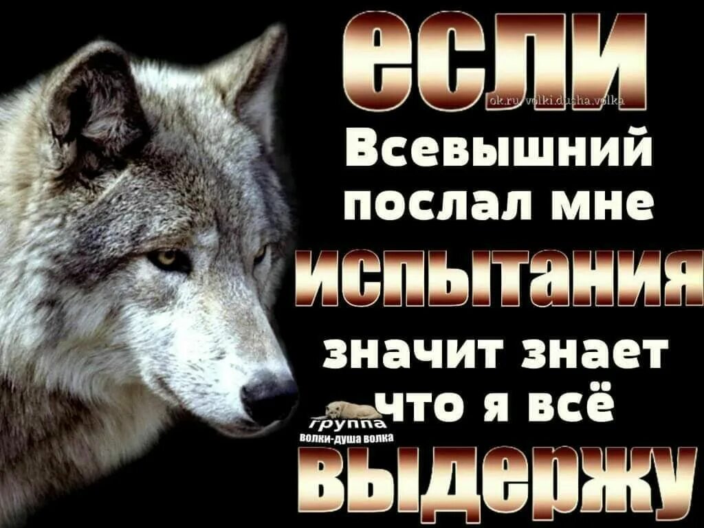 Про жизнь волков. Волк с надписью. Статусы с волками. Статусы про Волков. Фразы волка.