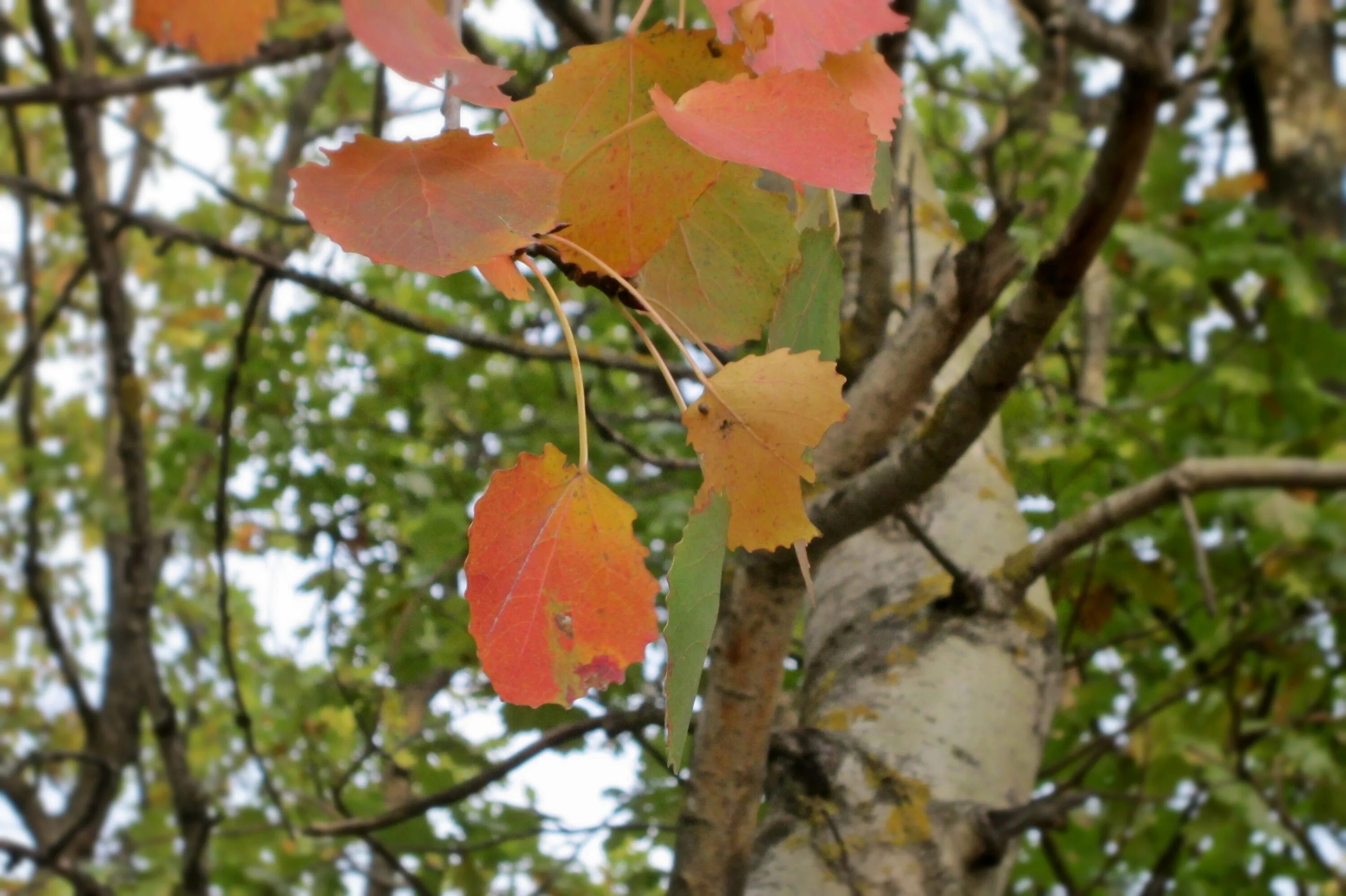 Осина Populus tremula листья. Осина обыкновенная (Pópulus trémula). Осина обыкновенная дерево осенью. Осина дрожащая. Осинка листья осенью
