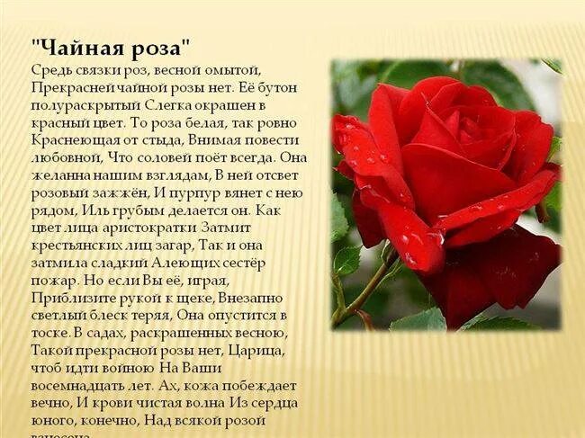 Розочка слова. Доклад о Розе. Описание розы. Информация о цветах розах.