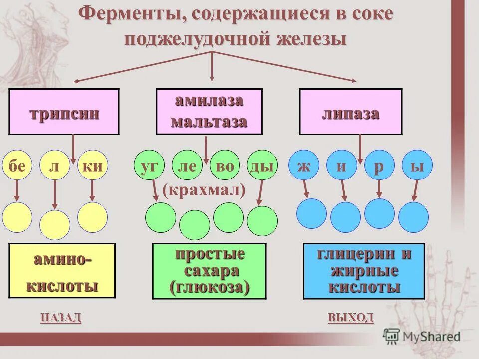 Ферменты поджелудочной железы поступают в