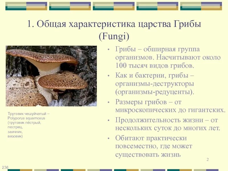 Общая характеристика царства fungi. Классификация грибов. Трутовик чешуйчатый пестрец. Гриб трутовик царство. Трутовик чешуйчатый Polyporus squamosus. Трутовик царство