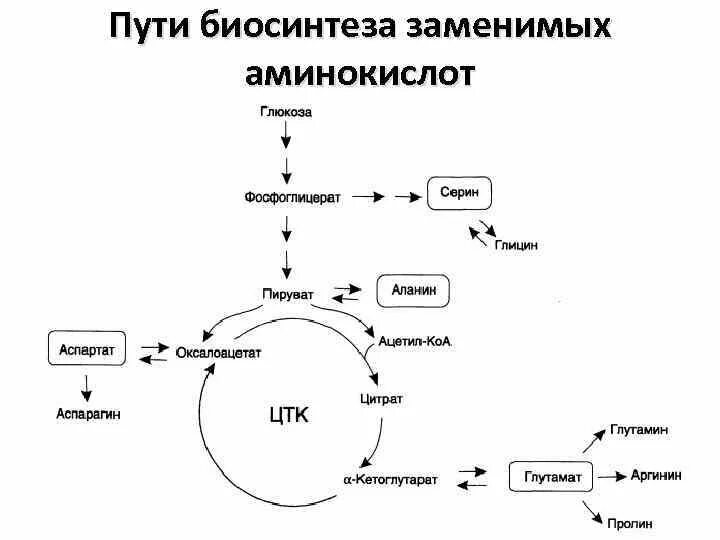 Пути использования аминокислот в организме. Синтез ацетил коа из аминокислот. общая схема образования заменимых аминокислот. ацетил коа из кетогенных аминокислот. общая схема катаболизма аминокислот.