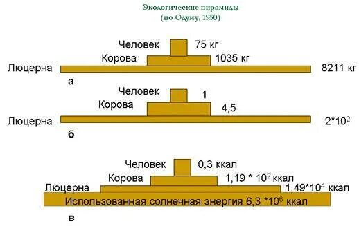 Экологические пирамиды биомасс энергии. Экологические пирамиды по Одуму. Экологические пирамиды чисел биомассы энергии. Пирамида биомасс пирамида чисел пирамида энергии. Экологические пирамиды численности биомассы энергии.