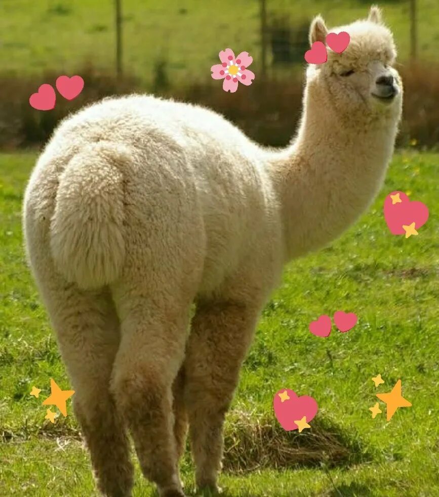 Llama2