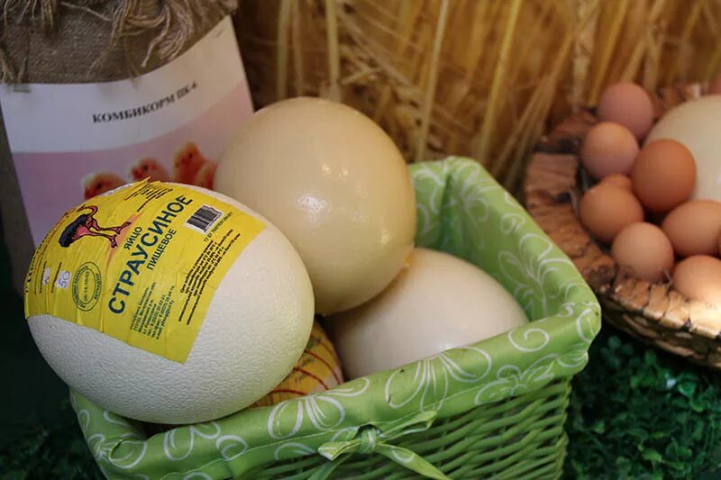 Яйца купить ставрополь. Страусиное яйцо. Яйцо страуса размер. Страусиное яйцо размер. Толщина скорлупы страусиного яйца.