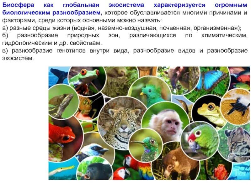 Биологическое разнообразие биосферы. Разнообразие живых организмов в биосфере. биоразнообразие биосферы. биосфера как экосистема. деструктивная функция биосферы.
