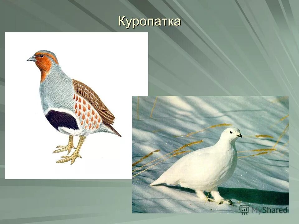 какие птицы относятся к домашним. домашние птицы. домашние птицы и дикие птицы. глухарь домашние. домашние птицы.