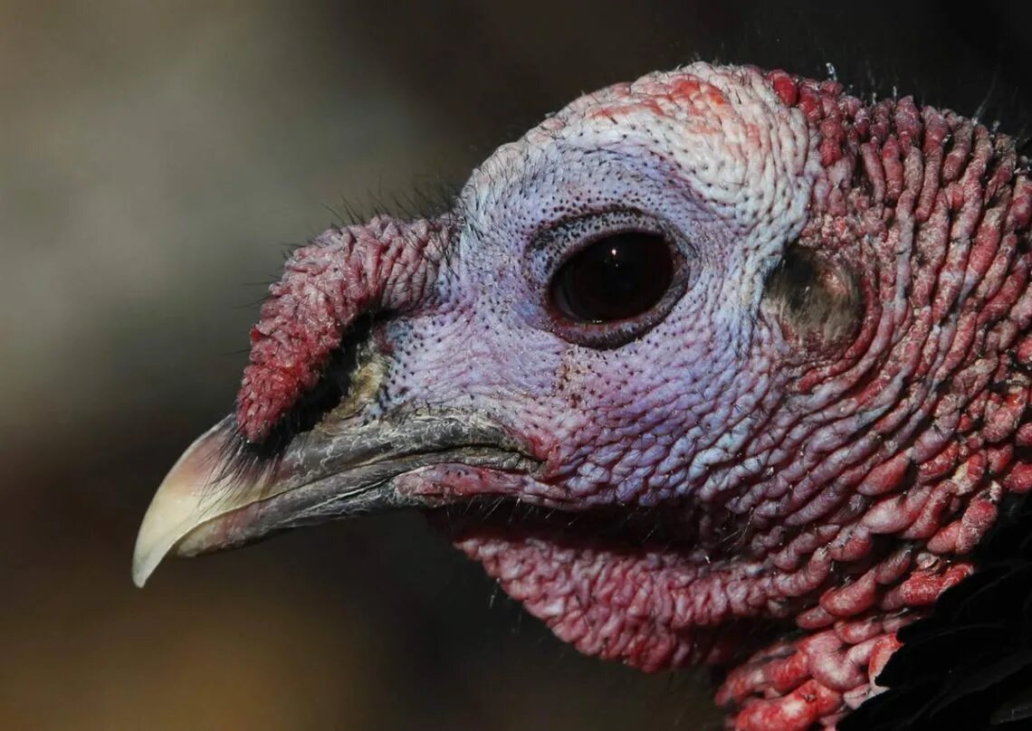 Лечить индюка. Лечить индюка. Болезни взрослых индюков. Лечить индюка. Лечить индюка.