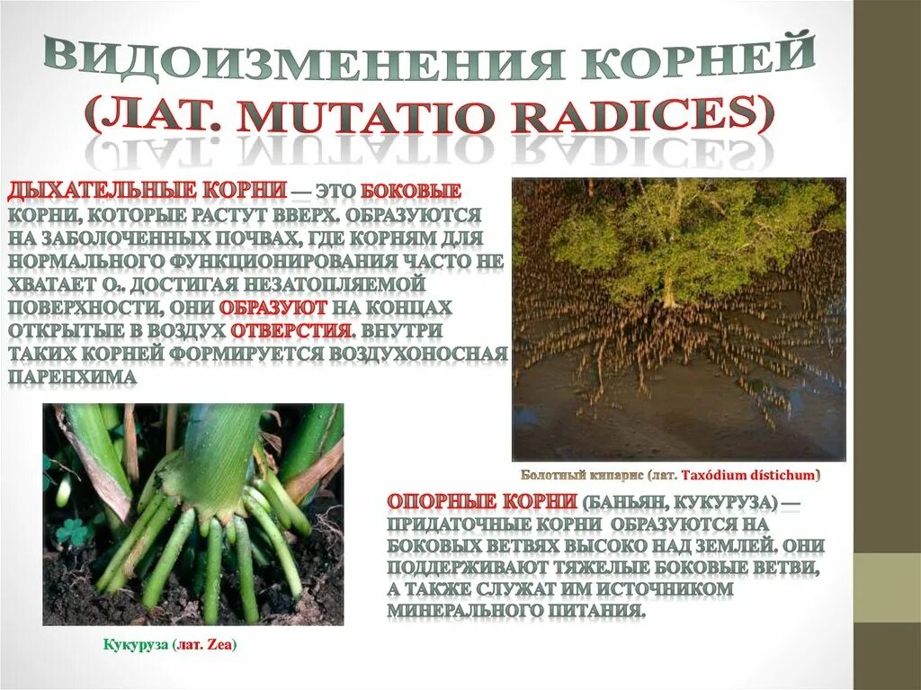 Видоизмененный корень ответ. Видоизменение корня дыхательные корни.