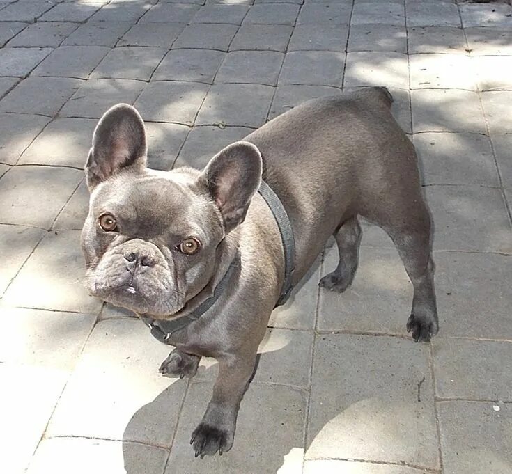 Французский бульдог мини голубой. Французский бульдог голубоглазый. Лиловый фавн французский бульдог. Цвета бульдогов. Карликовый французский бульдог.