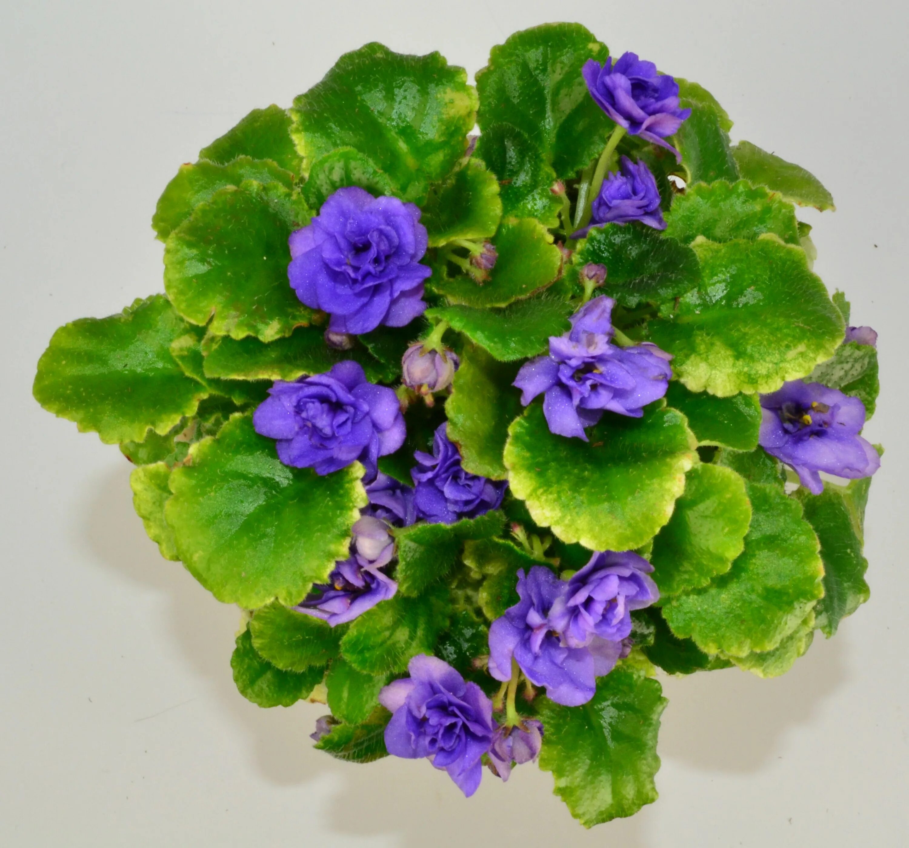 Фиалка науки. Фиалка African Violet. Фиалка Saintpaulia. Chicago Flair фиалка.