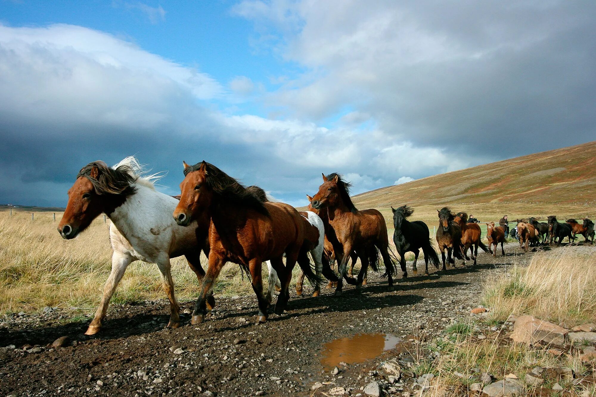 Мустанги лошади табун. Много лошадей. Стадо лошадей. Табуны лошадей мугаджарской породы. Табун диких лошадей.