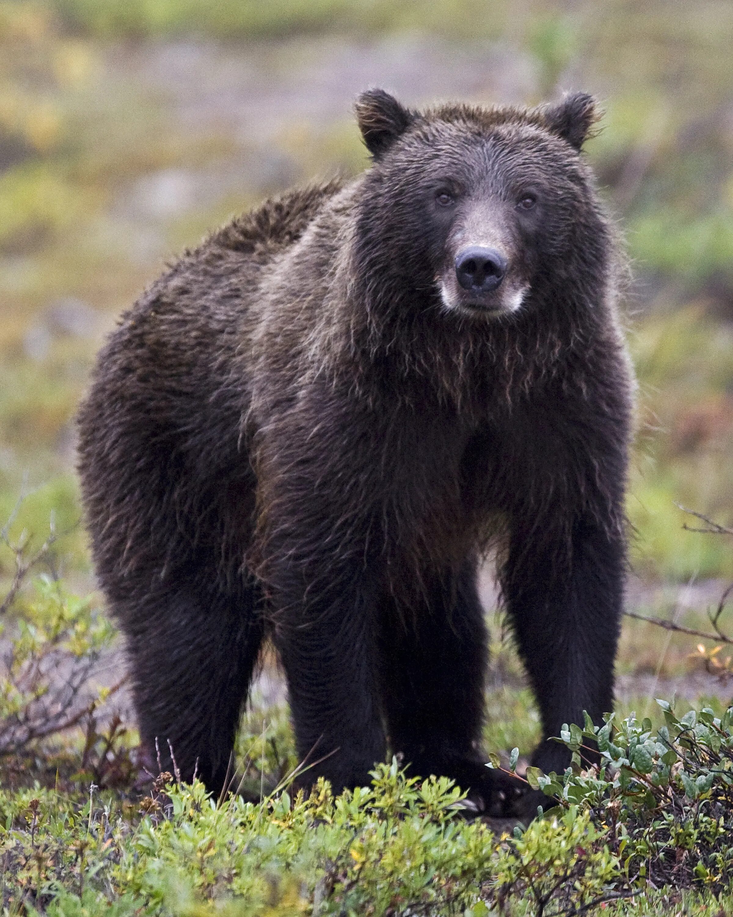 Гризли североамериканский бурый медведь. Бурый медведь хищник. Хищные млекопитающие медведь. Медведь портрет.