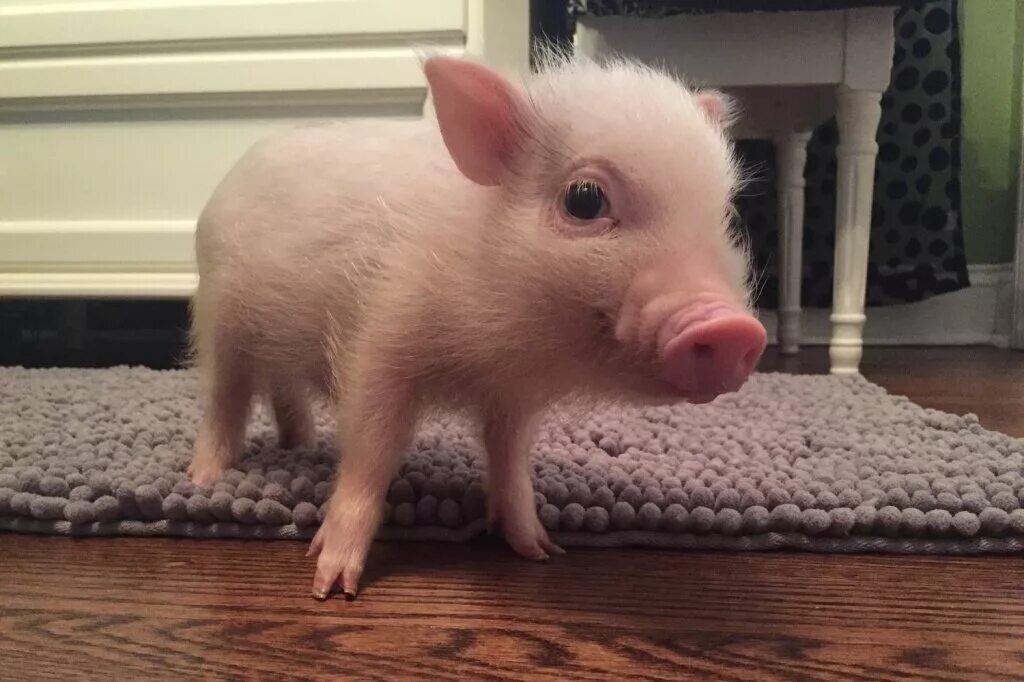 декоративный поросенок мини пиги. минипиг карликовый. свинка микро пиги. свинка микро пиги. мраморный минипиг.