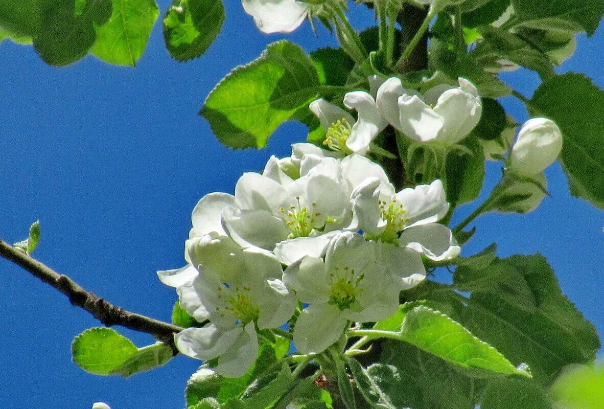 любовь расцветающая цветами груши читать 36