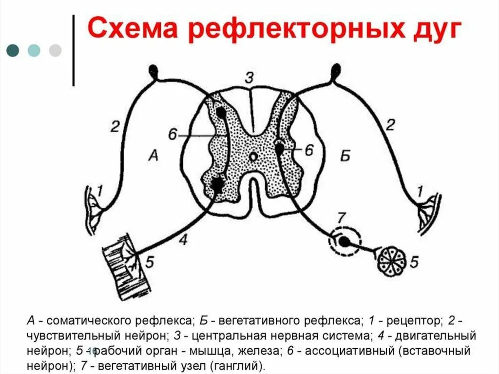 Рефлекторная дуга ЦНС. Схема моносинаптической рефлекторной дуги. Схема вегетативного рефлекса. Схема трехнейронной рефлекторной дуги оборонительного рефлекса.