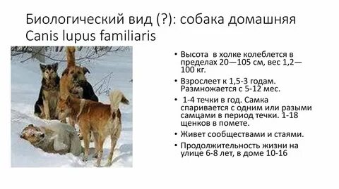 Собачий морфологический