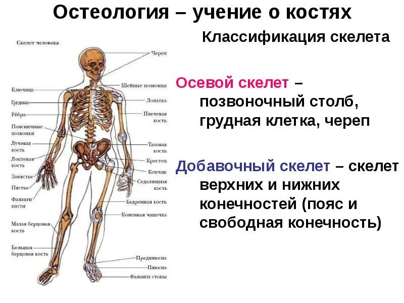 2 кости и их соединения. Осевой и добавочный скелет. Скелет человека осевой скелет. Осевой скелет человека анатомия. Осевой скелет человека. Скелет туловища.