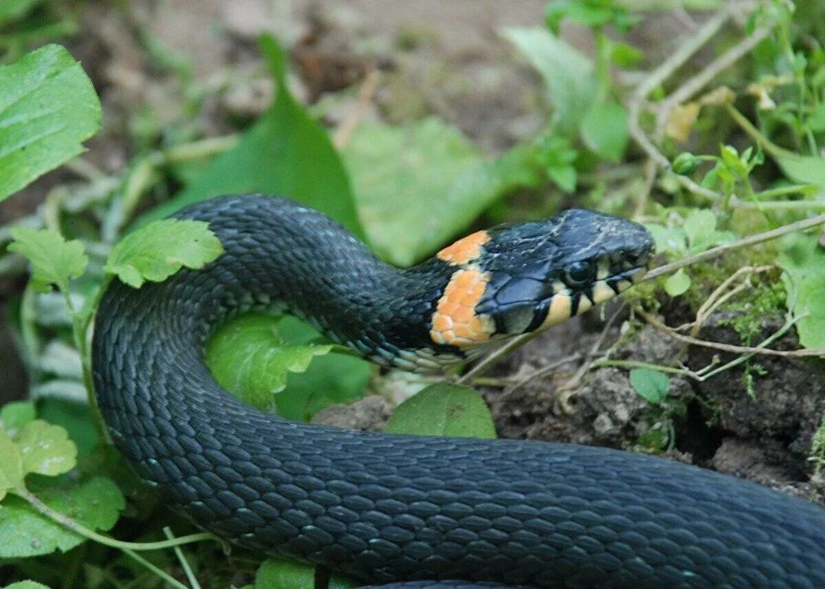 Grass snake. Змея уж обыкновенный. Змеи уж обыкновенный. Уж Сибирский. Уж обыкновенный в Подмосковье.