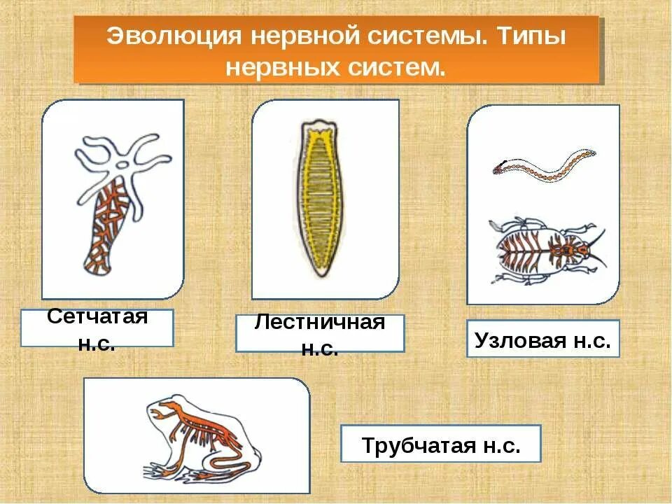 Типы нервной системы и их представители. Типы нервной системы узловая трубчатая. эволюция нервной системы беспозвоночных. типы нервной системы у животных. эволюция нервной системы у животных.
