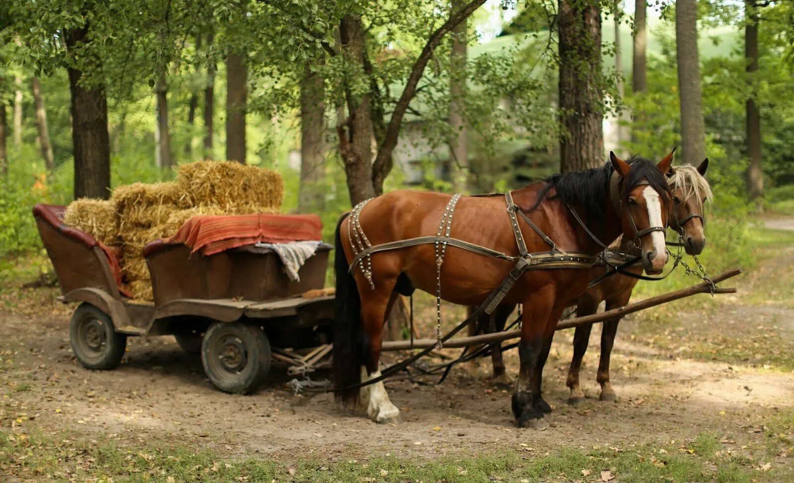 Бесплатные в телеге