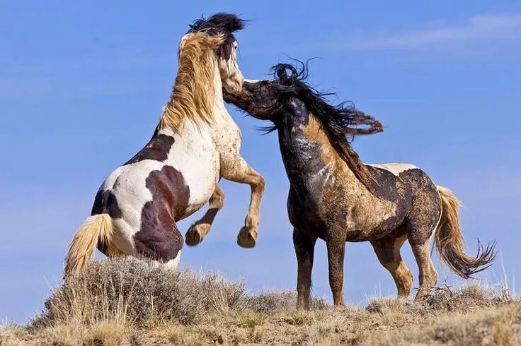 WILD HORSES - ( IRON & WINE ) - YouTube