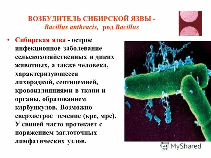 Морфология бациллы сибирской язвы. Характеристика возбудителя сибирской язвы. Краткая характеристика возбудителя сибирской язвы. Возбудитель сибирской язвы микробиология. Сиб язва