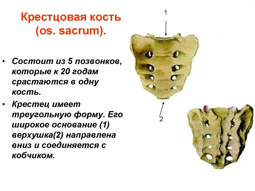 Строение крестца сбоку. Крестец os Sacrum. Строение крестца вид спереди. Строение крестца вид сбоку.