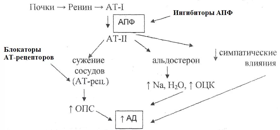 Средства влияющие на ренин ангиотензиновую систему. Средства влияющие на ренин-ангиотензин-альдостероновую систему. классификация блокаторов ренин-ангиотензин-системы. ингибиторы апф схема действия. препараты влияющие на ренин ангиотензивную систему.