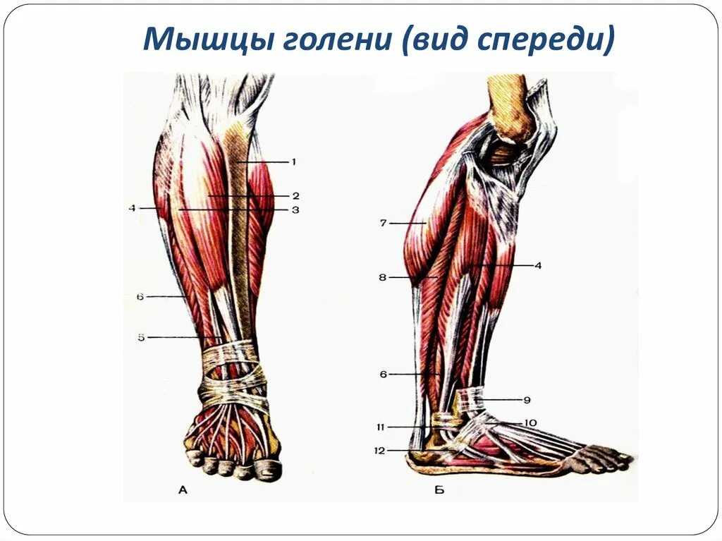 1 3 голени человека. Мышцы голени спереди анатомия. Миология анатомия мышц голени. Передняя большеберцовая мышца мышца. Голень анатомия вид спереди.