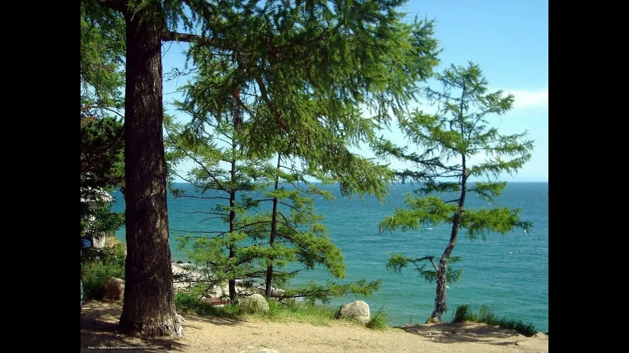 Лес возле моря. Природа море. Море сосны горы. Сосновый лес и море. Мыс мартьян можжевельник.