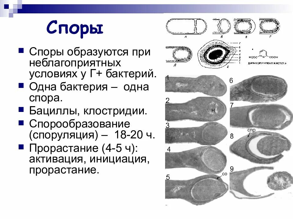 Микроорганизмы образующие споры. Клостридии микробиология морфология. Классификация бактерий клостридии. Споры и спорообразование у бактерий. Прорастание споры бактерий.