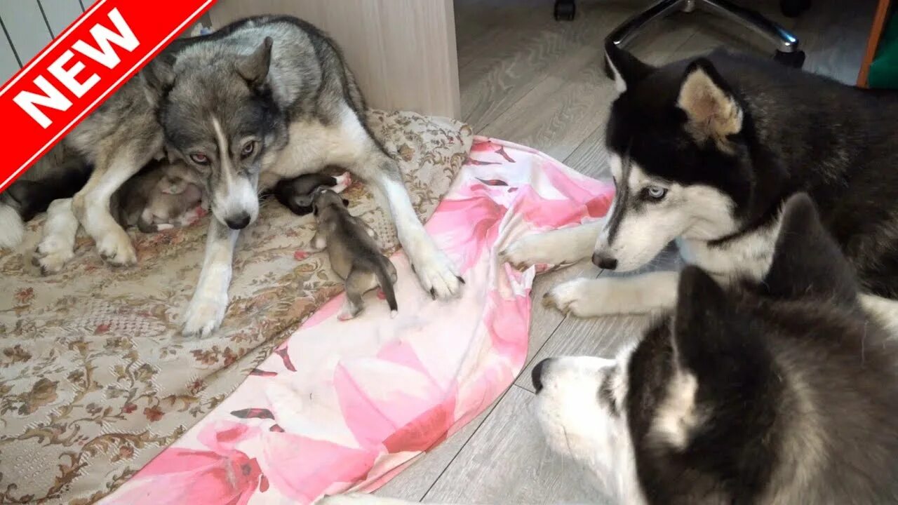 Сонный хаски. Сын хаски. Беспородная хаски. Отец хаски. Сын хаски.