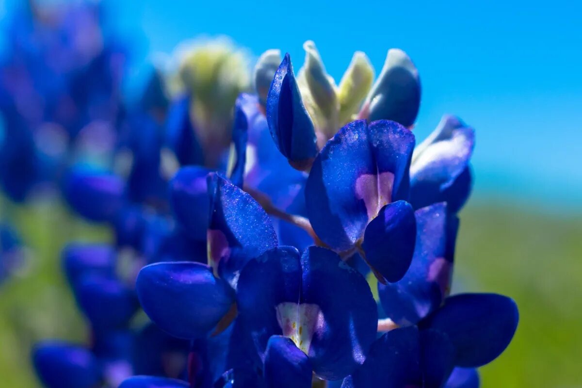 Texas bluebonnet. Голубые цветы. Голубой цвет. Bluebonnet. Гладь океана.