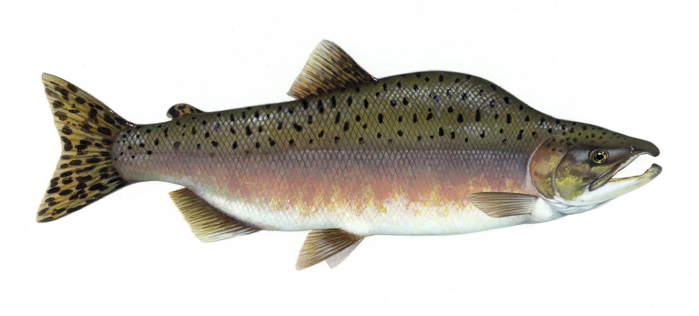 Pink Salmon Alaska Seafood Marketing Institute