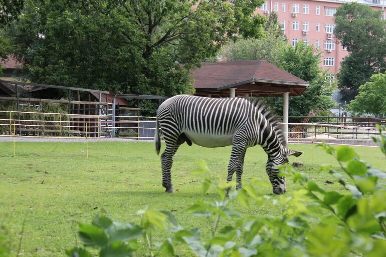 лодзинский зоопарк. чимкент зоопарк. владикавказский зоопарк. зоосад в зоопарке в санкт-петербурге. кем был организован московский зоосад в середине.