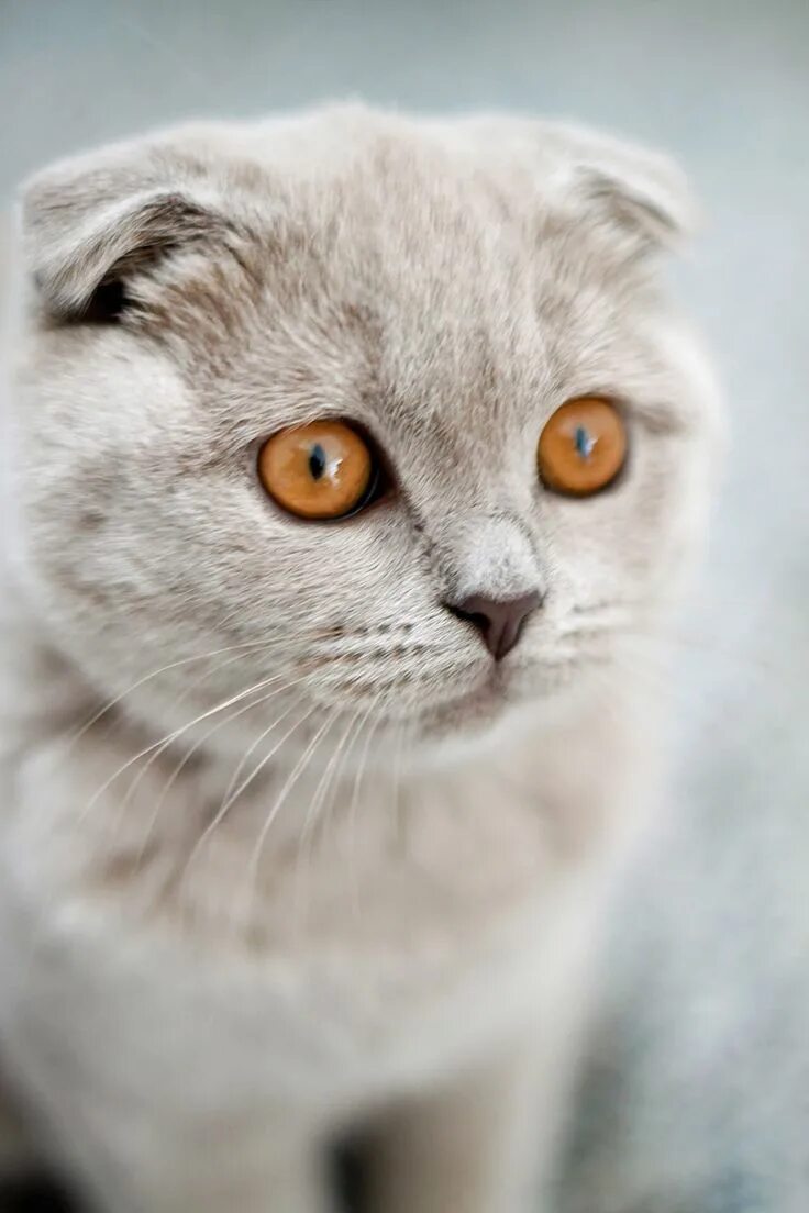 Adorable Scottish Fold Cat Pictures and Facts