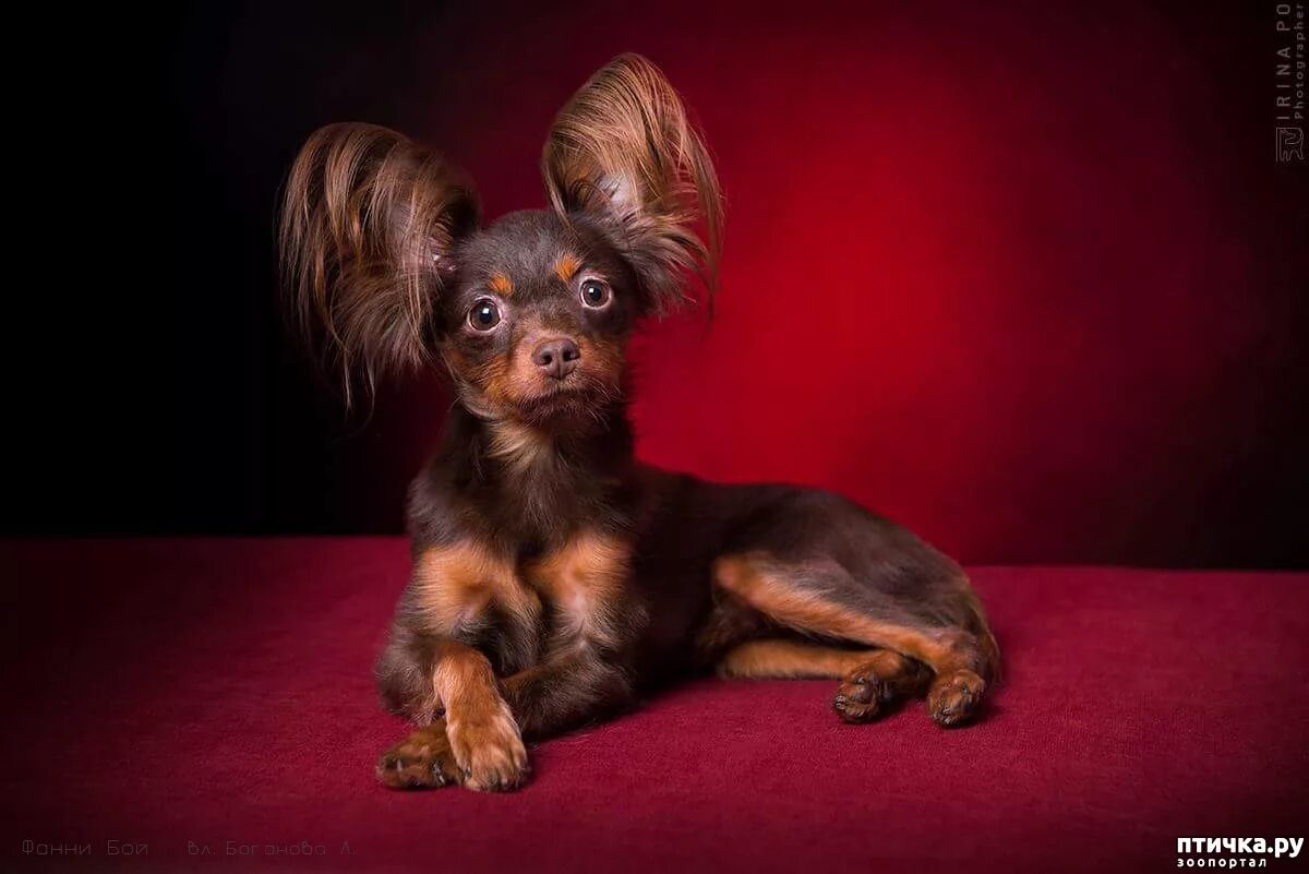 московский той терьер фото. той той терьер длинношерстный. московский той терьер фото. той терьер длинношерстный. питомник той терьеров московский длинношерстный.