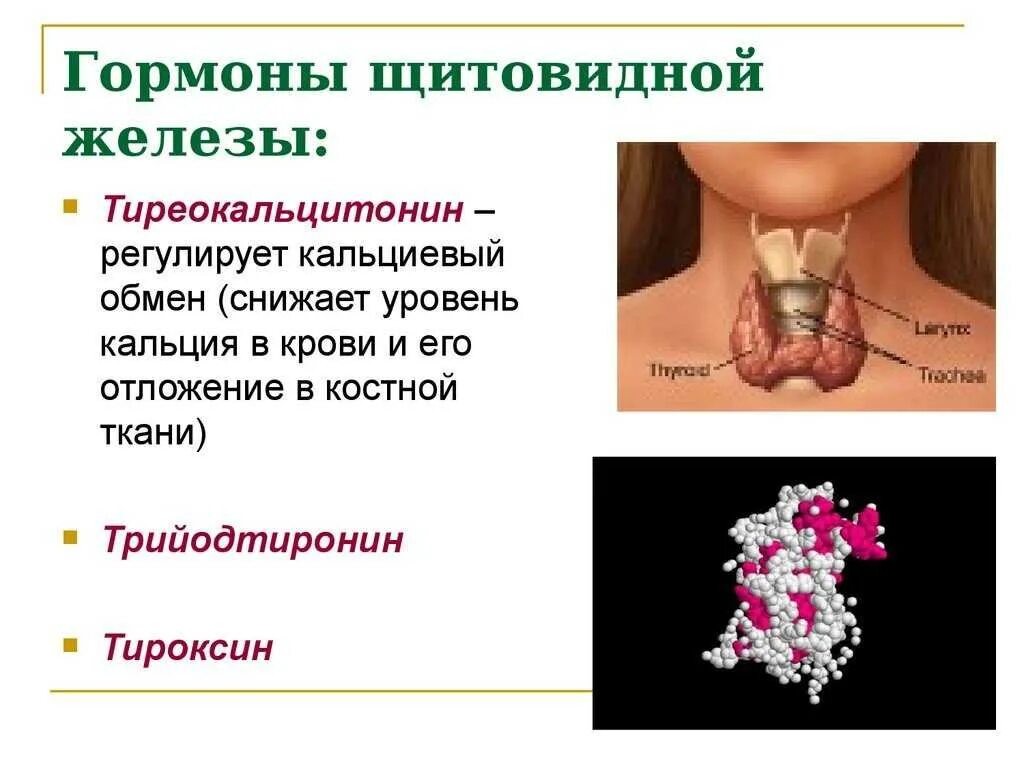 Щитовидная железа гормоны dr md ru