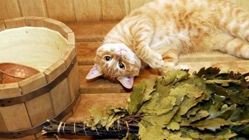 Поддай кринжа братишка. Котик в бане. Кошачья баня. Кошка в бане. Банный кот.