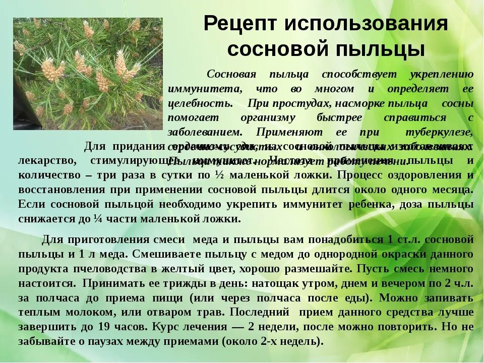 Противопоказания хвойных. Сосновая пыльца лечебные. Пыльца сосны. Пыльца сосны полезные. Лекарственное использование сосны.