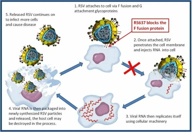 Respiratory virus. Синцитиальный вирус. Респираторно-синцитиальная инфекция. Жизненный цикл респираторно-синцитиального вируса. Респираторно-синцитиальный вирус строение.