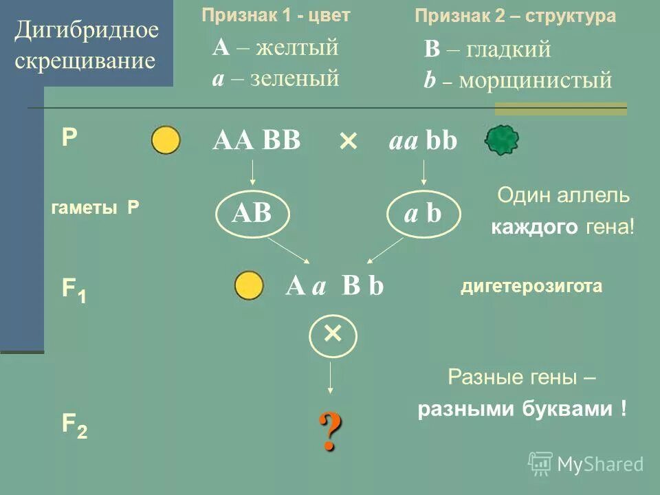 Скрещивание дигомозиготы. Дигомозигота по рецессивным признакам.