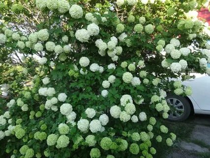 Калина бульденеж фото и описание кустарника