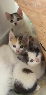 Бесплатный домашний котенок