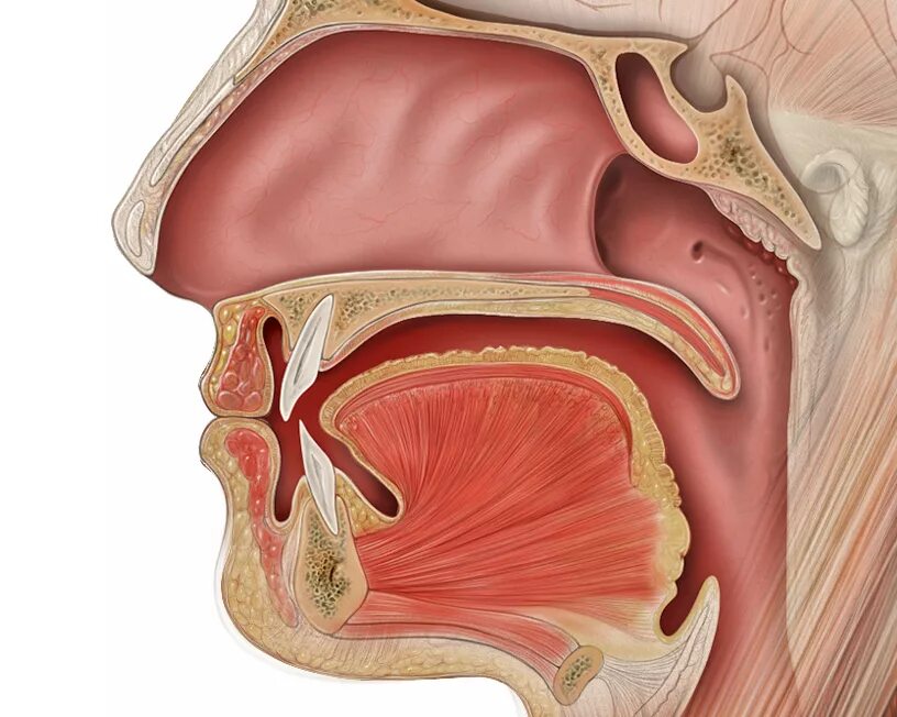 Анатомия носоглотки человека. Ротоглотка и носоглотка анатомия. Носоглотка ротоглотка гортань. Глотка резиновый