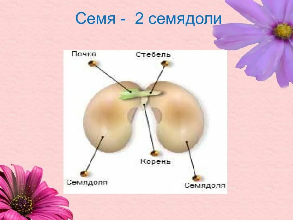 Тип плода розоцветных растений. Розоцветные растения плод. Розоцветные растения строение. Семейство розовоцветные 5 семейств. Семейства покрытосеменных растений розоцветные.