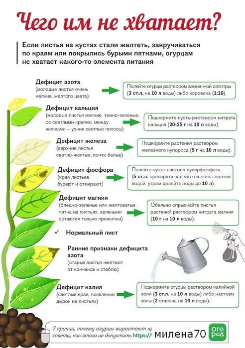 Определить чего не хватает растению огурца. Определить нехватку по листу. Чего не хватает растению по листьям. Что не хватает растениям по листьям помидор.