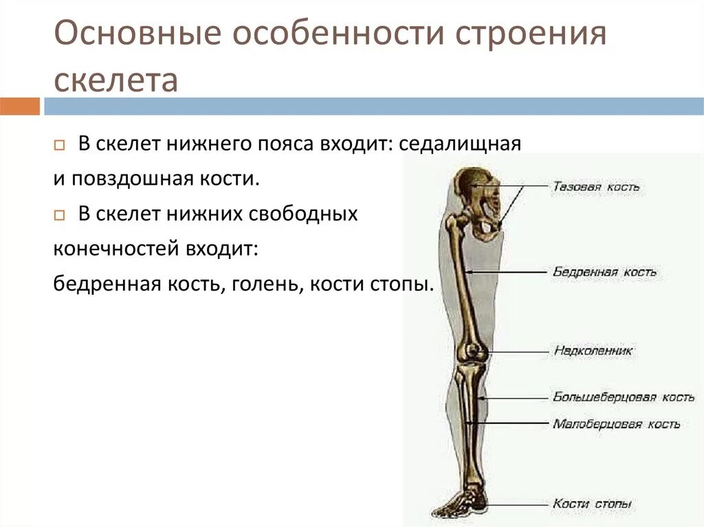 Скелет нижних конечностей особенности строения. Скелет пояса нижних конечностей функции. Характеристики скелет нижней конечности человека. Особенности строения скелета пояса нижних конечностей.