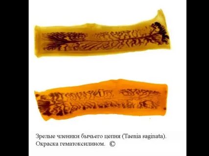 Членики